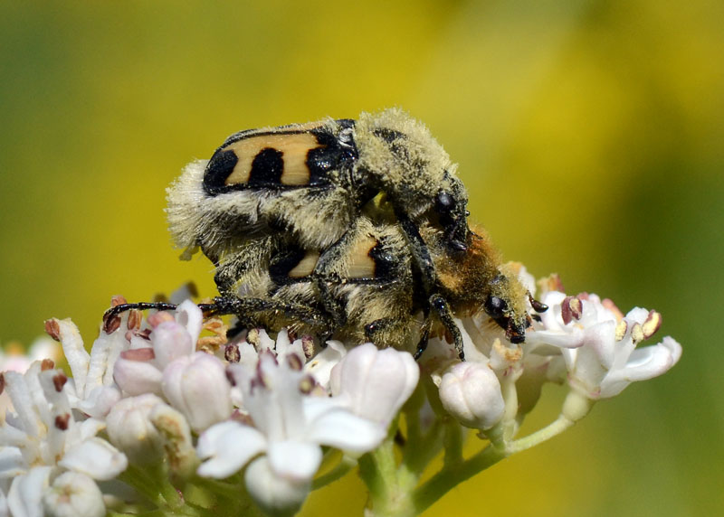 Trichius fasciatus in accoppiamento